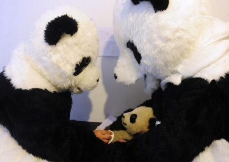 Panda