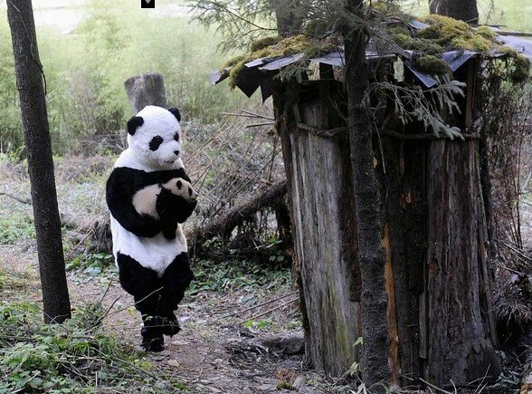 Panda1