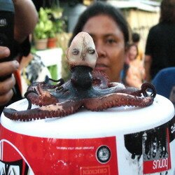 Octopus Head Cry Like Babies Entertainment