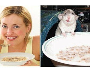 Corn flakes rat experiment Health