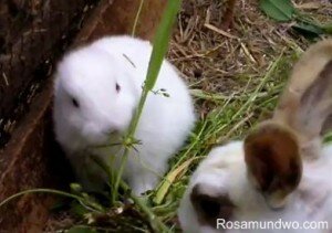 Earless bunny born in Japan Environment