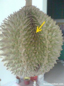 Durian Line 1