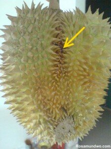 Durian Line 2