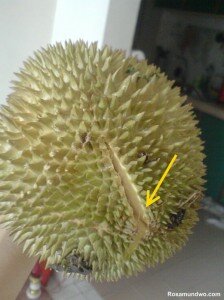 Ripe Durian 2