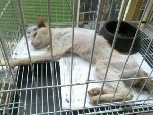 Pet hotel starving cats Misc