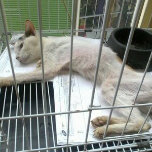Pet hotel starving cats Misc