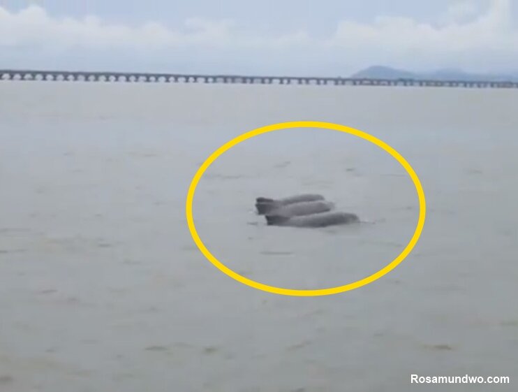 dolphin in Penang