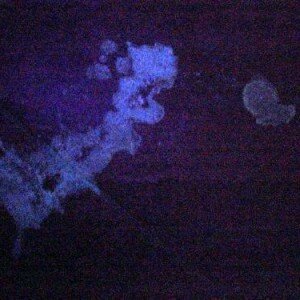 Cat Urine Glow Under a Black Light? Misc